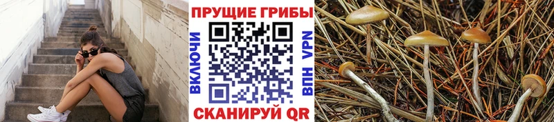 Галлюциногенные грибы GOLDEN TEACHER  blacksprut маркетплейс  Амурск  купить закладку 
